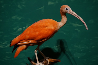 アマゾンの鳥類@アマゾン特有の鳥、ショウジョウトキ