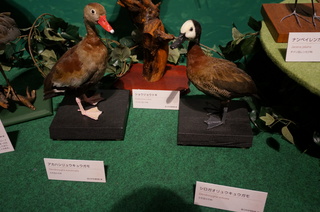 アマゾンの鳥類@アマゾン特有の鳥、アカハシリュウキュウガモとシロガオリュウキュウガモ