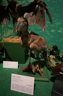 アマゾンの鳥類@アマゾン特有の鳥、ヒロハシサギ