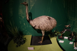 アマゾンの鳥類@アマゾン特有の鳥、レア