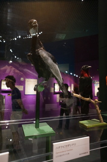 アマゾンの鳥類@アマゾン特有の鳥、ハゲクビカザリドリ