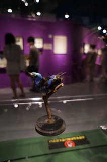 アマゾンの鳥類@アマゾン特有の鳥、ルリミツドリ