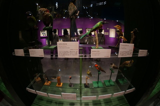 アマゾンの鳥類@アマゾン特有の鳥