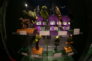 アマゾンの鳥類@アマゾン特有の鳥