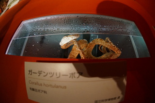 アマゾンの爬虫類・両生類@アマゾンの爬虫類、ガーデンツリーボア