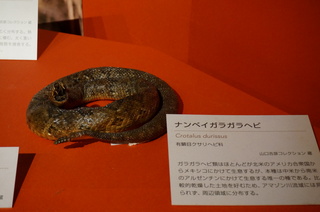 アマゾンの爬虫類・両生類@アマゾンの爬虫類、ナンベイガラガラヘビ