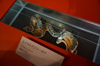 アマゾンの爬虫類・両生類@アマゾンの爬虫類、エメラルドツリーボア