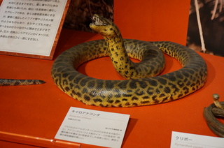 アマゾンの爬虫類・両生類@アマゾンの爬虫類、キイロアナコンダ