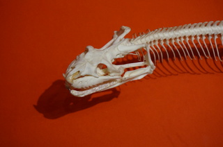 アマゾンの爬虫類・両生類@アマゾンの爬虫類、オオアナコンダの頭骨