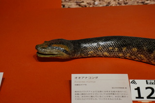 アマゾンの爬虫類・両生類@アマゾンの爬虫類、オオアナコンダ