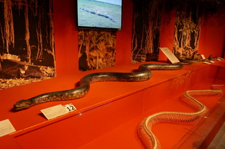 アマゾンの爬虫類・両生類@アマゾンの爬虫類、オオアナコンダ