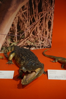 アマゾンの爬虫類・両生類@アマゾンの爬虫類、メガネカイマン