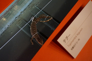 アマゾンの爬虫類・両生類@アマゾンの爬虫類、テグー