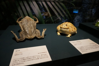 アマゾンの爬虫類・両生類@アマゾンのカエルたち、ピパとベルツノガエル