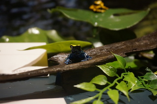 アマゾンの爬虫類・両生類@アマゾンのカエルたち、アイゾメヤドクガエル