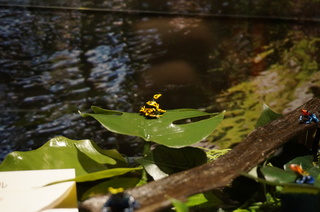 アマゾンの爬虫類・両生類@アマゾンのカエルたち、キオビヤドクガエル