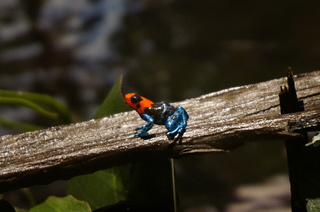 アマゾンの爬虫類・両生類@アマゾンのカエルたち、ベネティクトヤドクガエル