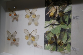 アマゾンの昆虫@アマゾン特有のチョウ・ガ、スカシジャノメ