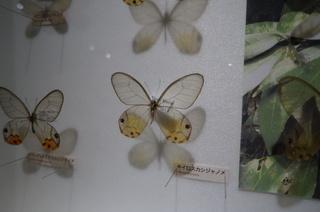 アマゾンの昆虫@アマゾン特有のチョウ・ガ、スカシジャノメ