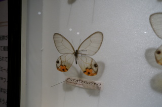 アマゾンの昆虫@アマゾン特有のチョウ・ガ、マクレアンナニアスカシジャノメ(Haetera macleannania)