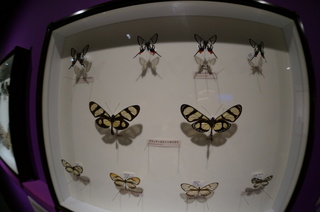 アマゾンの昆虫@アマゾン特有のチョウ・ガ、グランディオルトンボマダラ