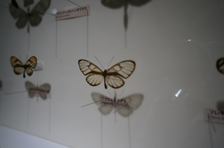 アマゾンの昆虫@アマゾン特有のチョウ・ガ、ウラスカシマダラ