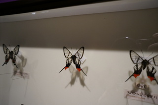 アマゾンの昆虫@アマゾン特有のチョウ・ガ、スカシシジミタテハ