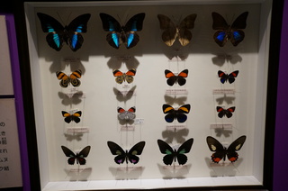 アマゾンの昆虫@アマゾン特有のチョウ・ガ、タテハチョウの仲間の標本