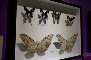 アマゾンの昆虫@アマゾン特有のチョウ・ガの標本