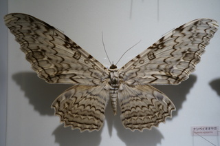 アマゾンの昆虫@アマゾン特有のチョウ・ガ、ナンベイオオヤガ