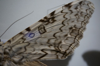 アマゾンの昆虫@アマゾン特有のチョウ・ガ、ナンベイオオヤガ