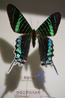 アマゾンの昆虫@アマゾン特有のチョウ・ガ、ウラニアツバメガ