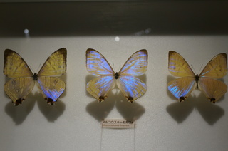 アマゾンの昆虫@アマゾン特有のチョウ・ガ、スルコウスキーモルフォ