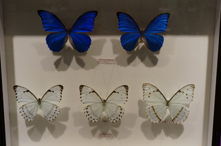 アマゾンの昆虫@アマゾン特有のチョウ・ガ、ミズアオモルフォ、アナクシビアアモルフォ