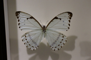 アマゾンの昆虫@アマゾン特有のチョウ・ガ、ミズアオモルフォチョウ