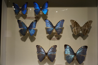 アマゾンの昆虫@アマゾン特有のチョウ・ガ、アドニスモルフォチョウとかの標本