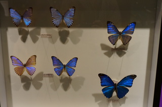 アマゾンの昆虫@アマゾン特有のチョウ・ガ、オーロラモルフォ、ポルスチモルフォチョウ