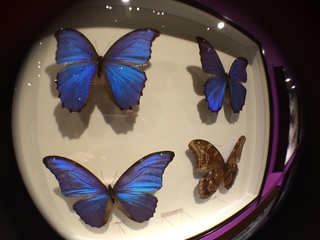アマゾンの昆虫@アマゾン特有のチョウ・ガ、モルフォチョウの標本
