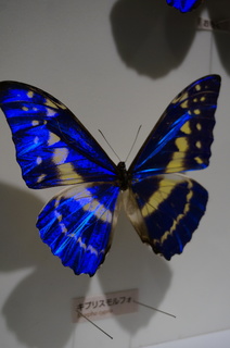 アマゾンの昆虫@アマゾン特有のチョウ・ガ、キプリスモルフォ