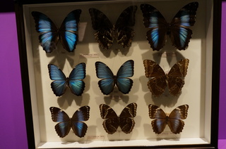 アマゾンの昆虫@アマゾン特有のチョウ・ガ、ダイダミアモルフォ、ペレイデスモルフォ、ヘレノールモルフォの標本