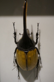 アマゾンの昆虫@アマゾンの巨大カブトムシ、ヘラクレスオオカブトムシの標本