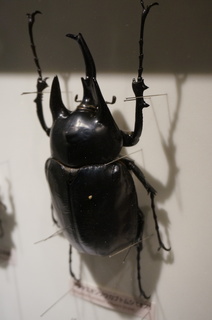 アマゾンの昆虫@アマゾンの巨大カブトムシ、ラミレスゾウカブトムシの標本アマゾンの昆虫@アマゾンの巨大カブトムシ、ラミレスゾウカブトムシの標本
