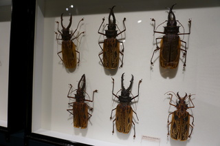 アマゾンの昆虫@アマゾンの巨大カミキリムシ、オオキバウスバカミキリ