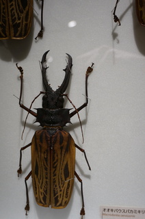 アマゾンの昆虫@アマゾンの巨大カミキリムシ、オオキバウスバカミキリ