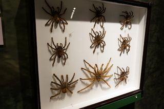 アマゾンの昆虫@タランチュラ