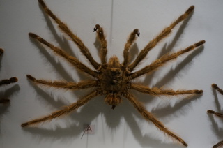 アマゾンの昆虫@タランチュラ