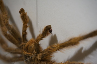 アマゾンの昆虫@タランチュラ