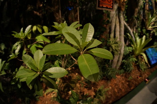 国立科学博物館、大アマゾン展@アマゾンのジャングル