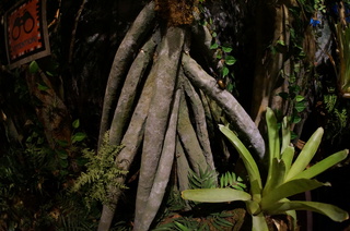 国立科学博物館、大アマゾン展@アマゾンのジャングル