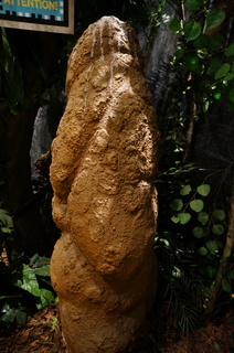 国立科学博物館、大アマゾン展@アマゾンのジャングル、アリ塚